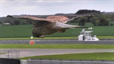 A kestrel stays in its hunting position by flying into the wind at the same speed as the wind. The air flowing over its wings gives it the lift it needs.