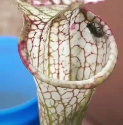 ? A fly getting eaten by a carnivorous pitcher plant ?