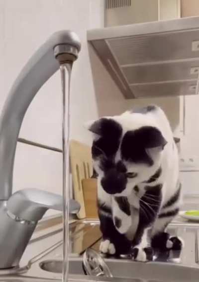 Cow meow
