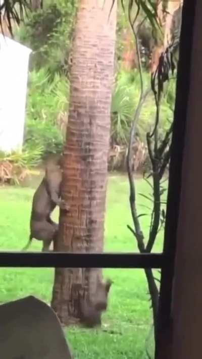 ?Bobcat hunting the squirrel on the tree..