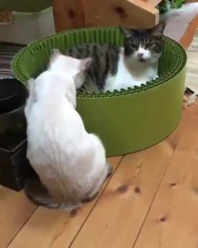 One Punch Cat