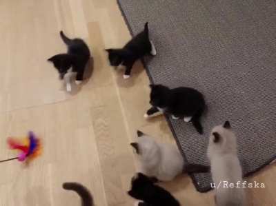 Playtime! ?