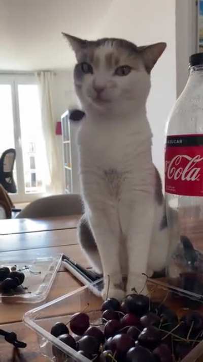 Adorable cat loves to play with those cherries :) ?
