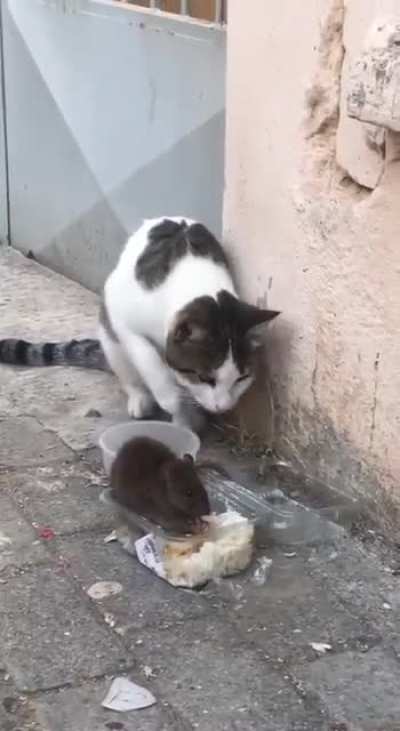 F_ck, a guy can't even eat in peace...