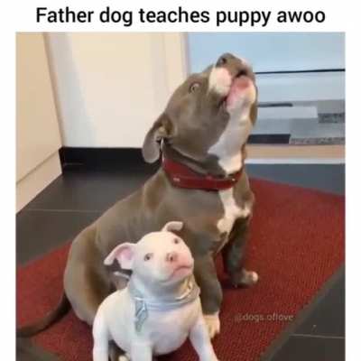 Perfect Teaching