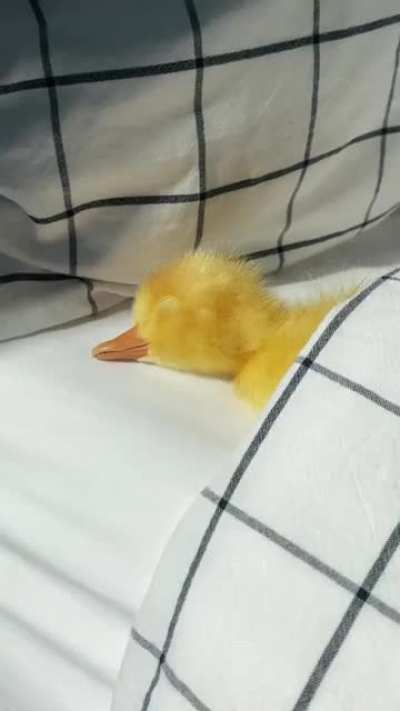 it's finally happened. I've seen the cutest thing ever ?