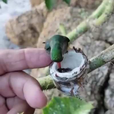 I've never seen this before ? the babies are so tiny!
