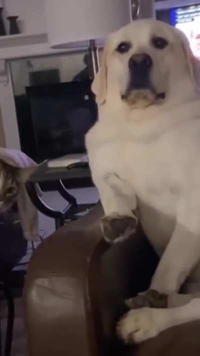 Kitty wants to play with its best friend. But her best friend is easily startled... ?