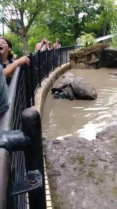Galapagos tortoise love moans in front of a school field trip at the St. Louis Zoo. *OC*