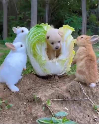 Dubious Little Creatures