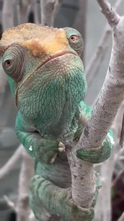 ? Chameleon, up close