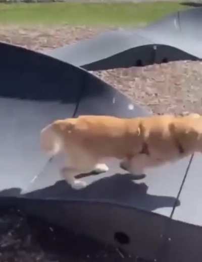 Good boy doesn’t need wheels to have fun