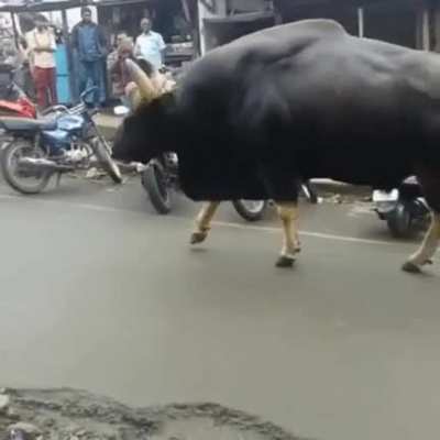 An Indian Gaur casually roaming in a rural village area in India ??
