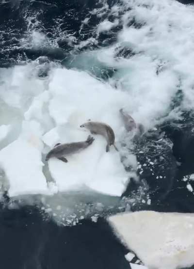 ?A pod of wave-washing killer whales (Orcinus orca), hunt three crabeater seals (Lobodon carcinophaga) at once
