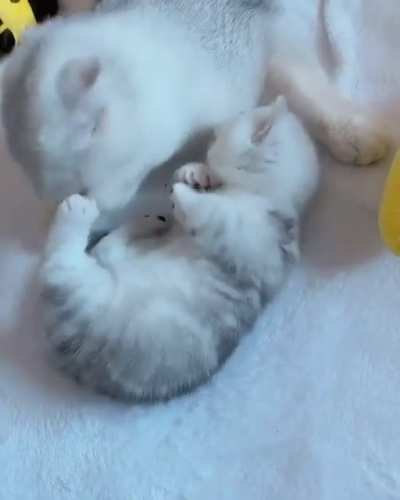 Caturday Loving ?