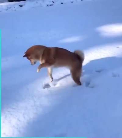 Curious Dog Plays In Snow For The First Time