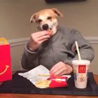 A doggo’s life