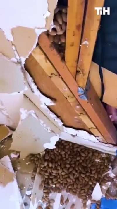 Wall nuts