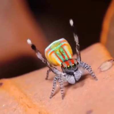 ? The dance of the peacock spider ?