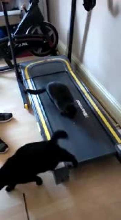 Exercise ? Cat!