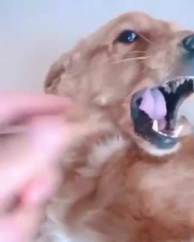 To be ferocious !