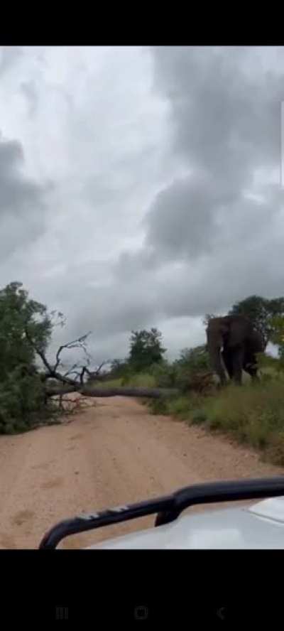 Elephant push tree over because he has an itchy bum!