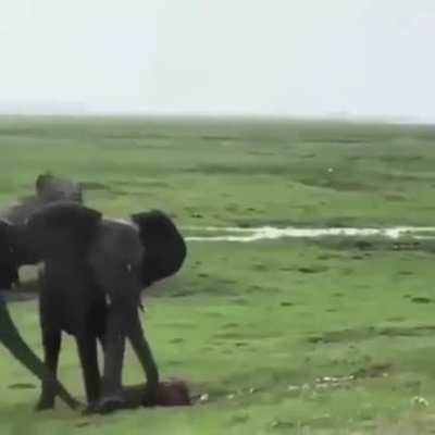 When an elephant gives birth