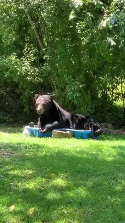 ? Black bear spotted relaxing in a yard in Fort Valley, Virginia