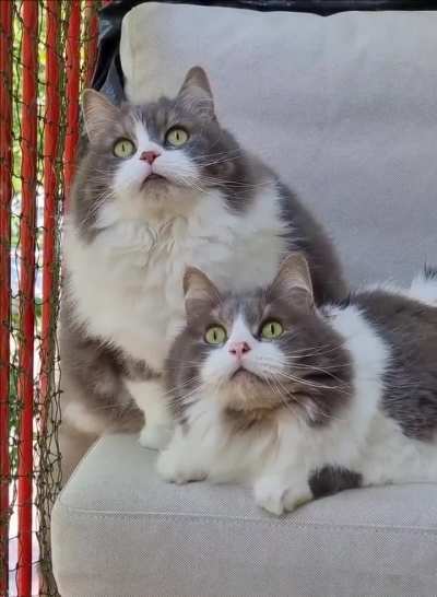 They saw a bird