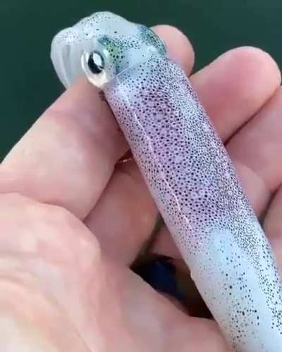 ? Squid's skin can change in color