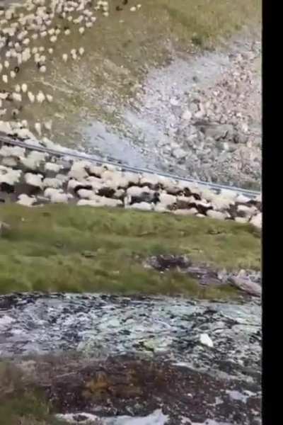 What're those white fluffy running things? Taken from r/wales