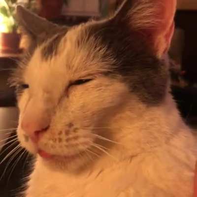 Sudden happy blep