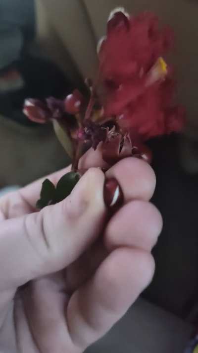 Little pops
