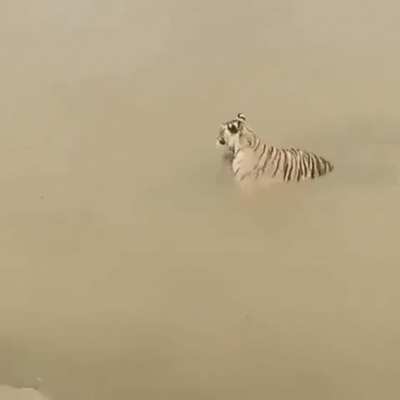 Duck v Tiger