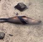 ? This seal relaxing halfway under water