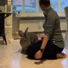 More of this absolute unit of a rabbit.
