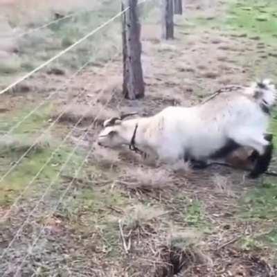 Goats are excruciatingly derp