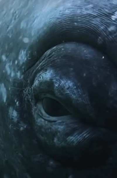 ? the eye of a Grey Whale.