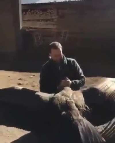 Giant Condor flies in to thank this guy who nursed him back to health... Heart-warming moment!