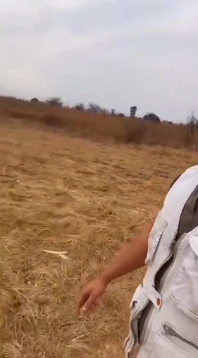 A man is attacked by a cheetah
