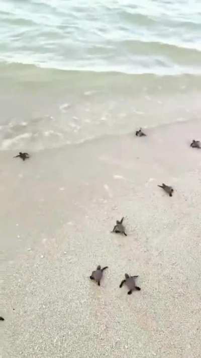 Baby sea turtles race to the ocean