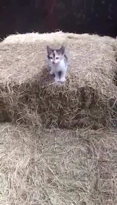 Wait for it Wait for it ?