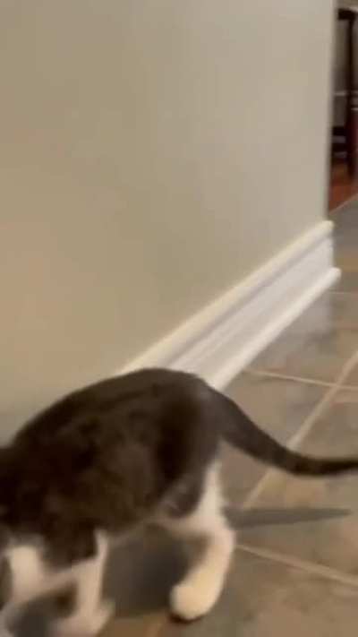 Kitten thinks she's a bunny.