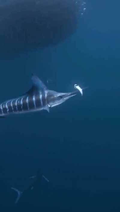 ? Ever seen a sword fish swordering a fish? ?