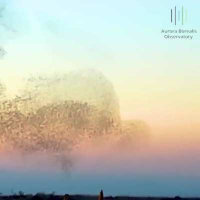 This behavior is called a murmuration, and you can see them evading a predator