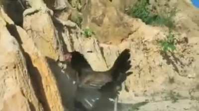 ?Hen Protects Chicks Against Swooping Bird of Prey