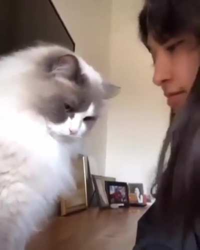 Thug Cat ?