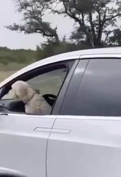 This dog is just "driving" a Tesla