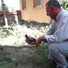 Fly birdie
