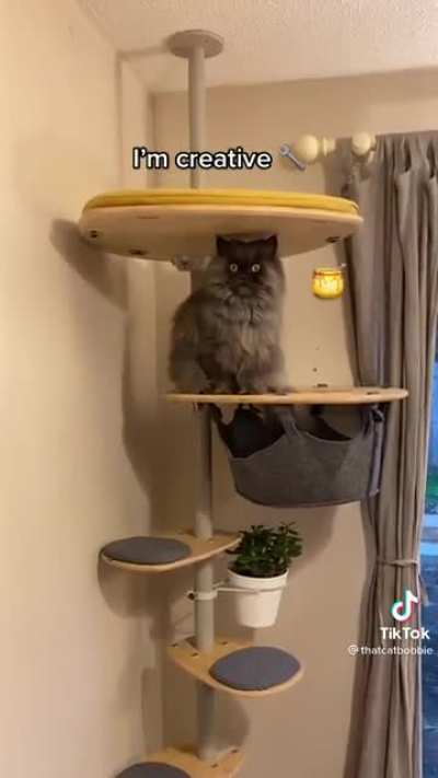Latest trend but cat edition